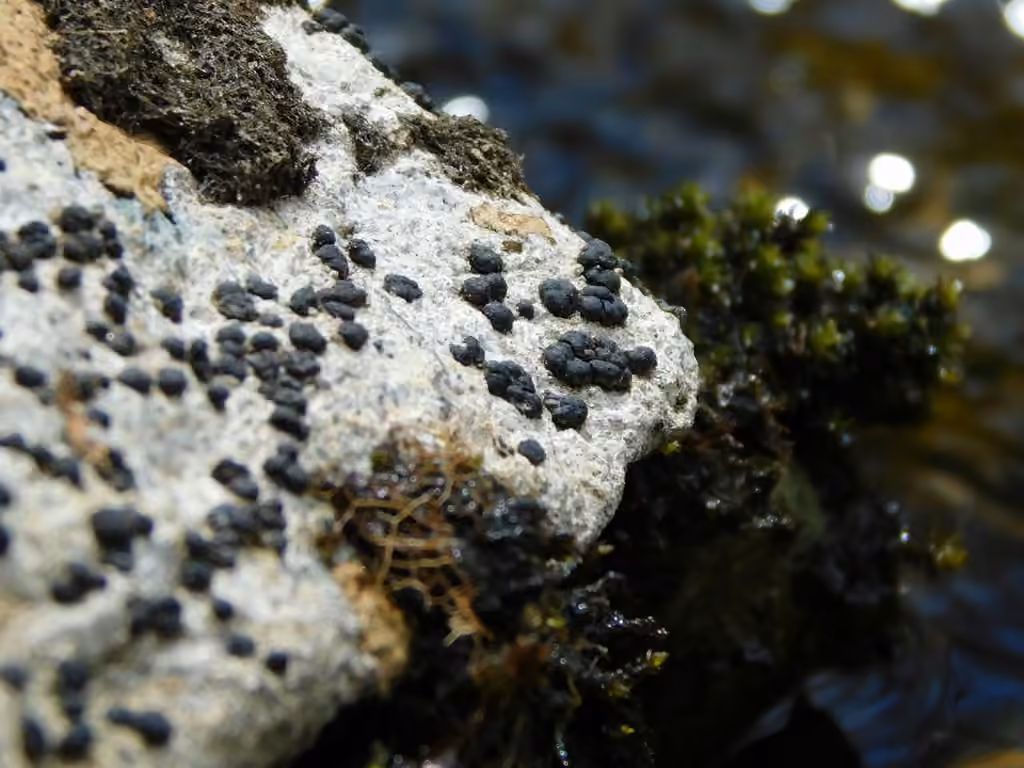 Big-disk pebble lichen, photo 2 of 5