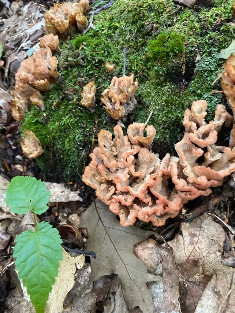 Cotylidie épanouie, photo 3 sur 5