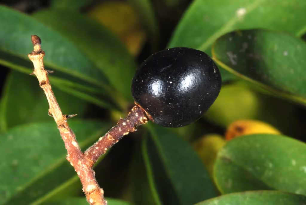 European privet, In fruit