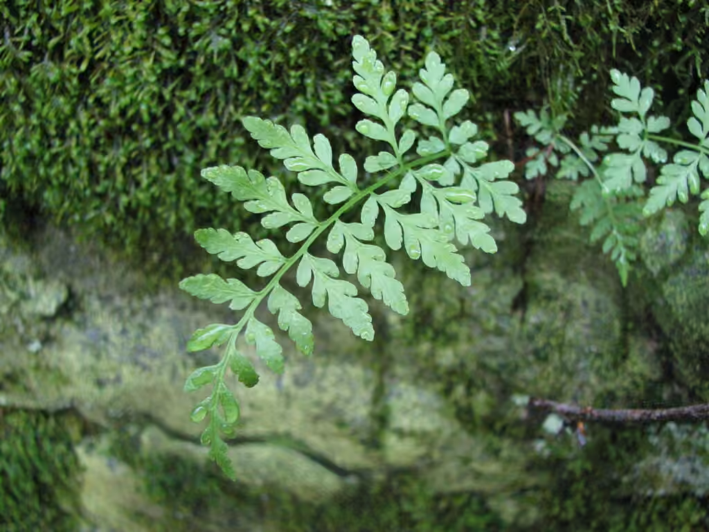 Brittle bladderfern