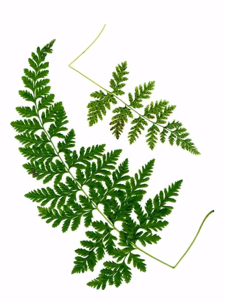 Brittle bladderfern, photo 2 of 5