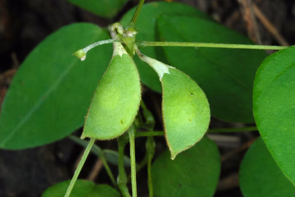 Amphicarpe bractéolée, En fruits