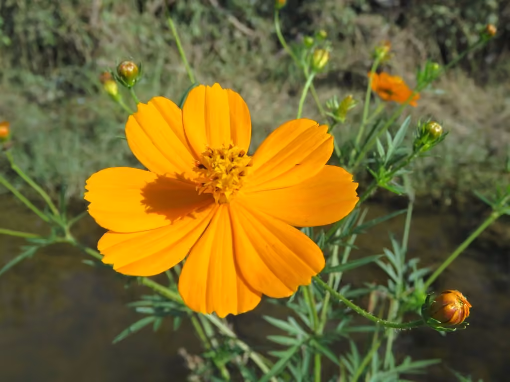 Sulphur cosmos, photo 1 of 5