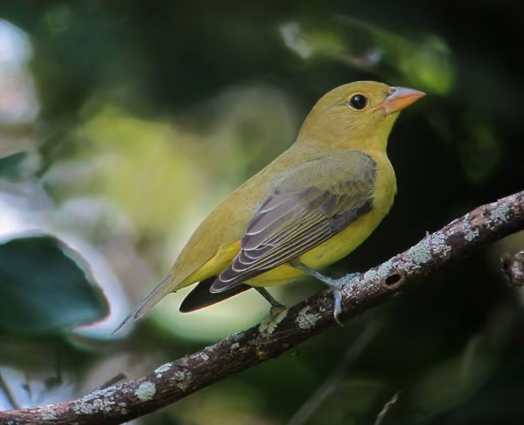 Piranga écarlate