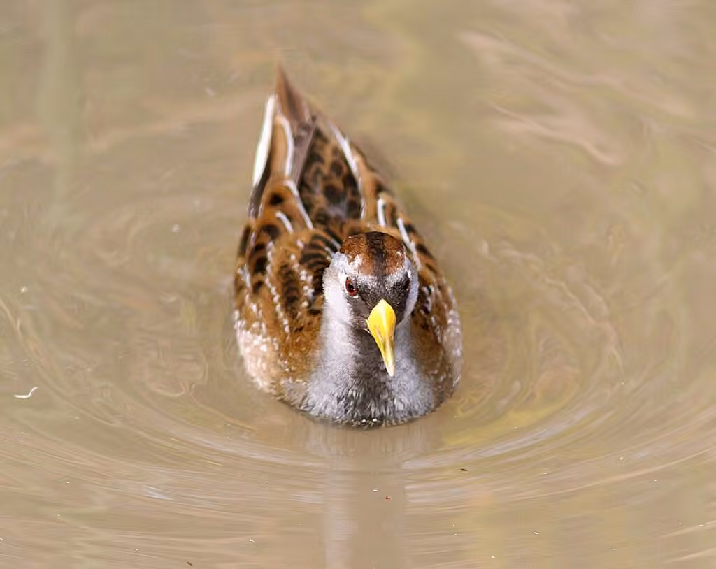 Sora, photo 3 of 5
