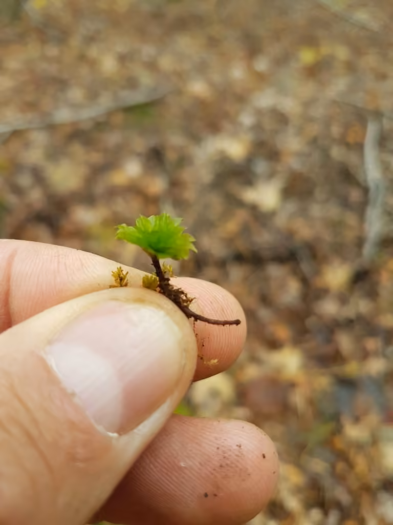 Ontario rhodobryum moss, photo 3 of 5