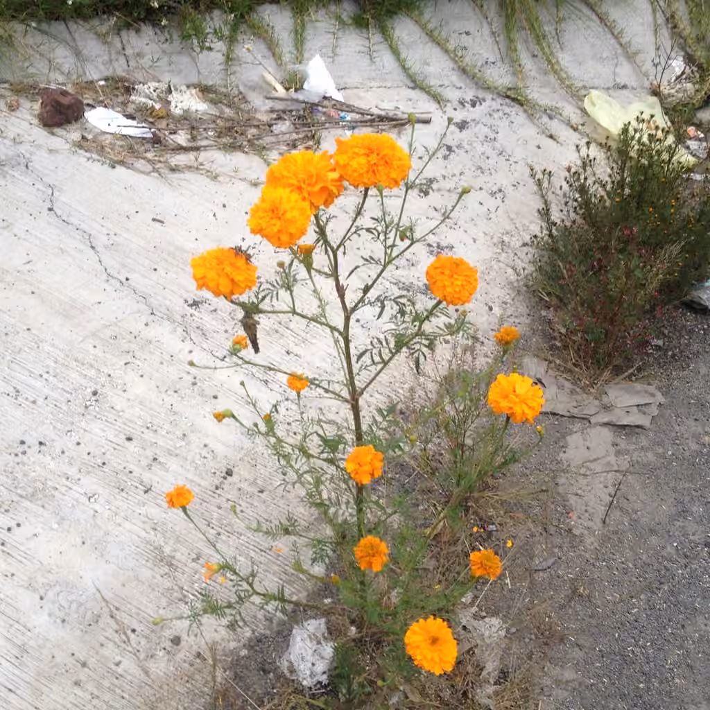 Oeillet d'Inde, En fleurs