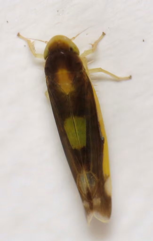 Eupteryx flavoscuta, Adult