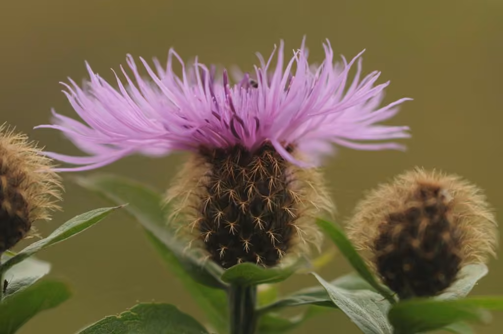 Wig knapweed, photo 2 of 5