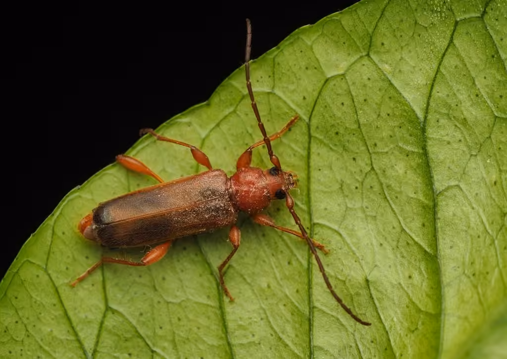 Tanbark Borer, photo 1 of 5