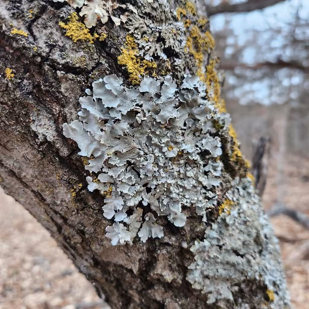 Margarite parmotrema lichen, photo 2 of 5