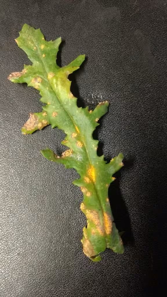 Rouille du Séneçon, photo 2 sur 5