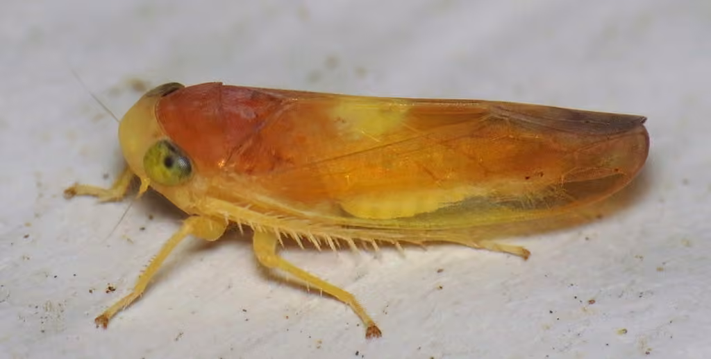 Colladonus setaceus, Adulte