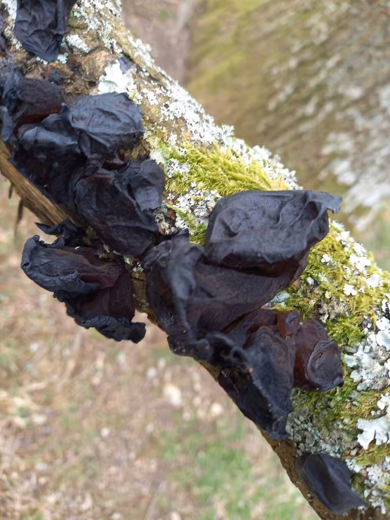 Witches' Butter, photo 3 of 5