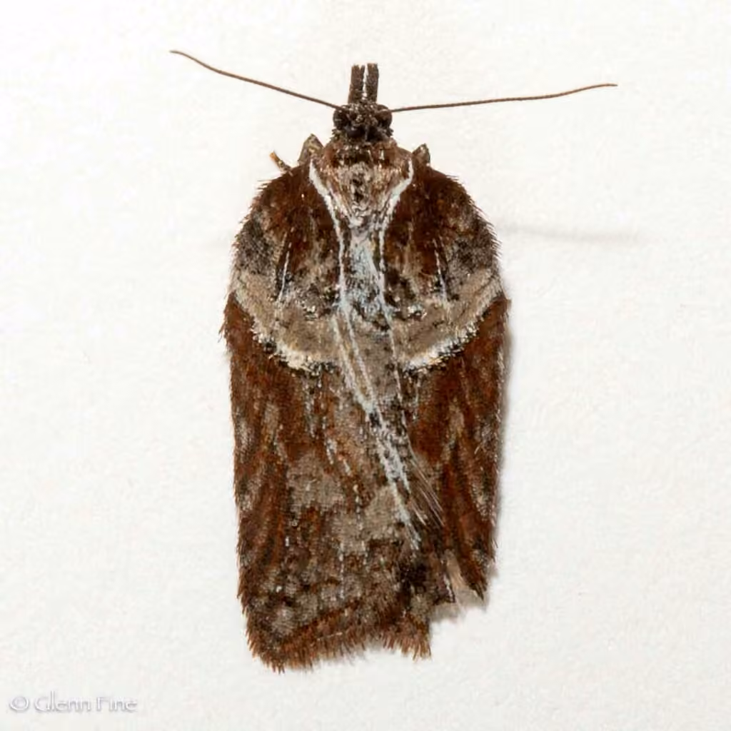 Acleris pulverosana, Male