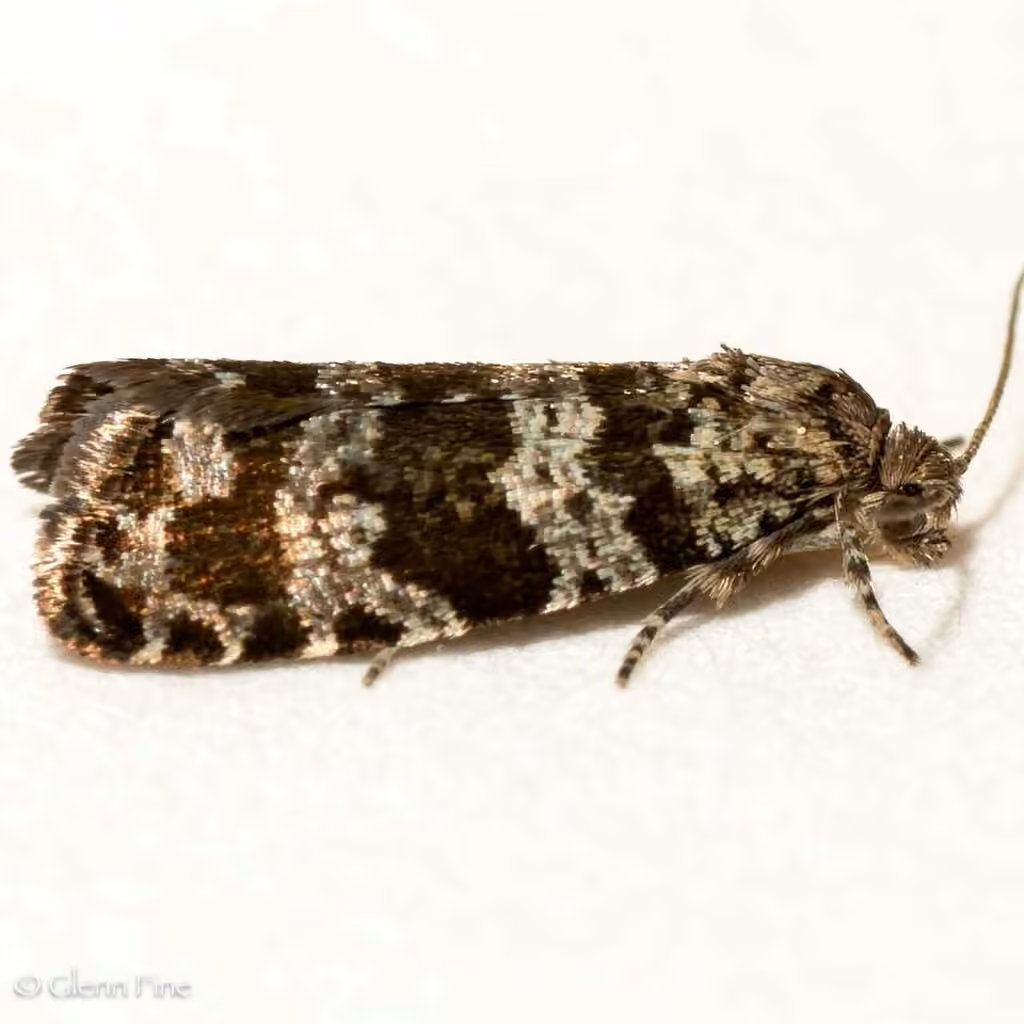 Spruce Needleminer Moth, Adult