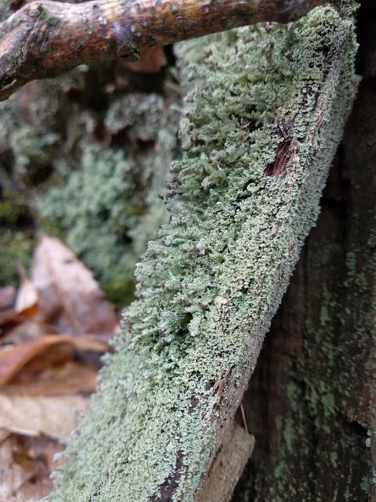 Cladonie à garde-fous, photo 3 sur 5