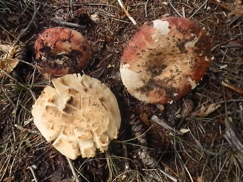 Russule des épicéas, photo 3 sur 5