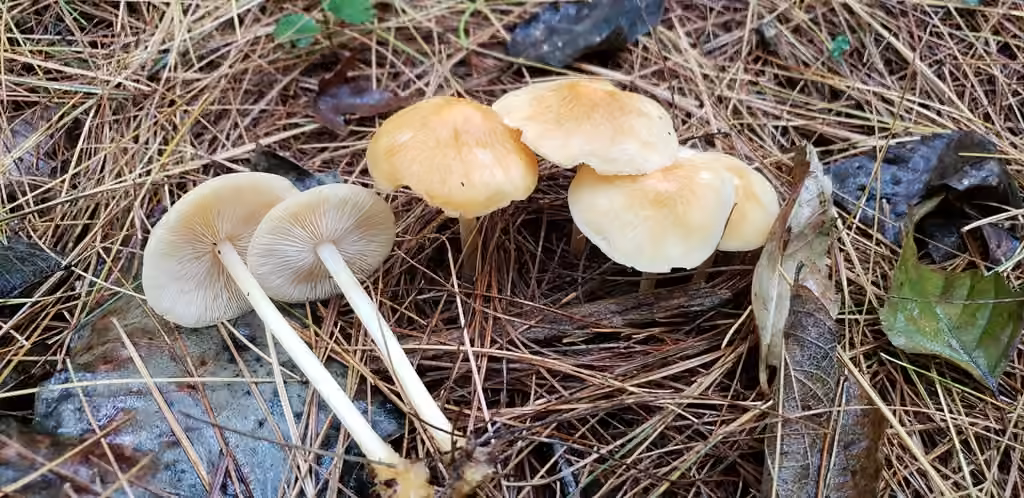 Orange-yellow Marasmius