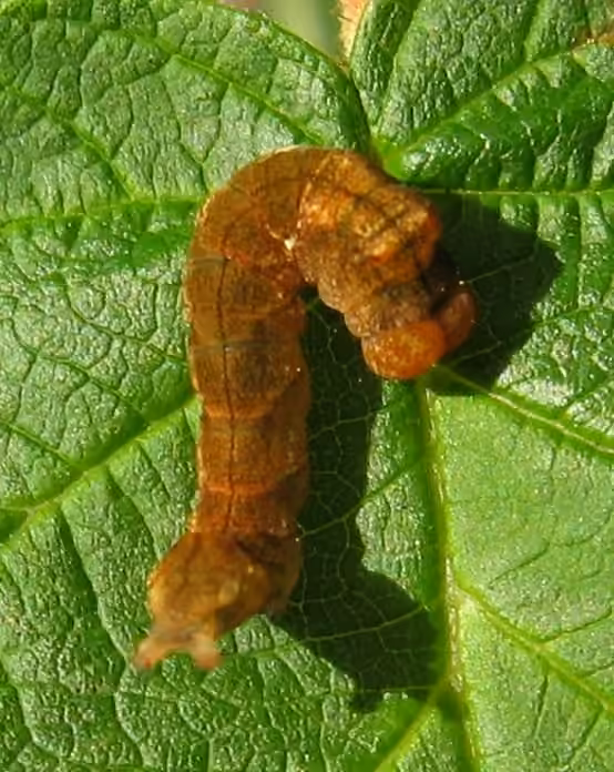 Tufted Thyatirine Moth, Chenille