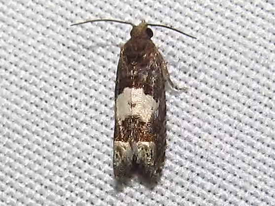 Aster Eucosma Moth, Adulte