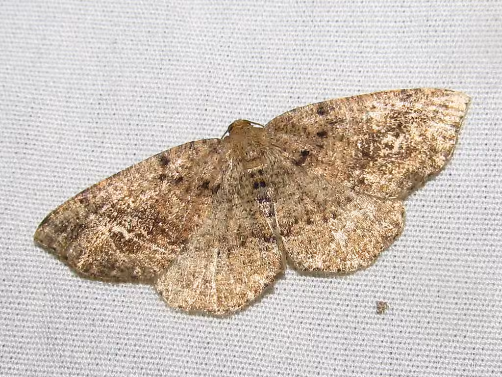 Pale Homochlodes Moth, Adulte