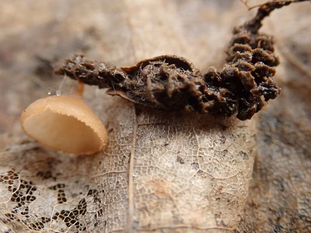 Ciboire des noisetiers, photo 3 sur 5