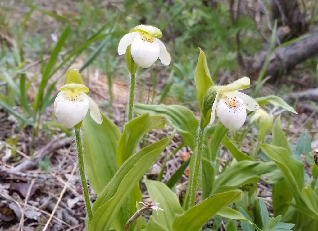 Sparrowegg lady's slipper, photo 1 of 5