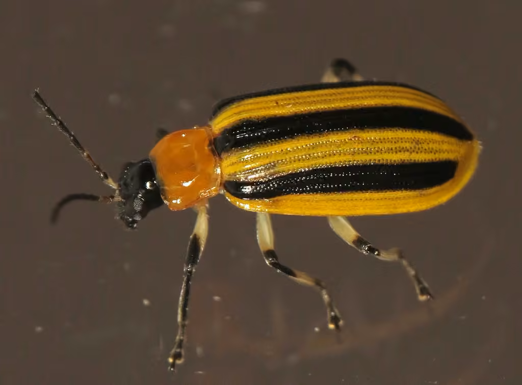 Chrysomèle rayée du concombre, photo 2 sur 5