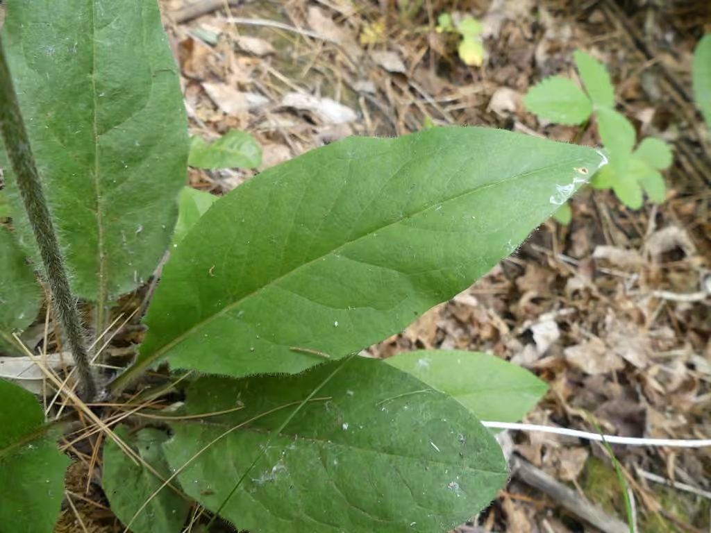 Épervière vulgaire, En fleurs