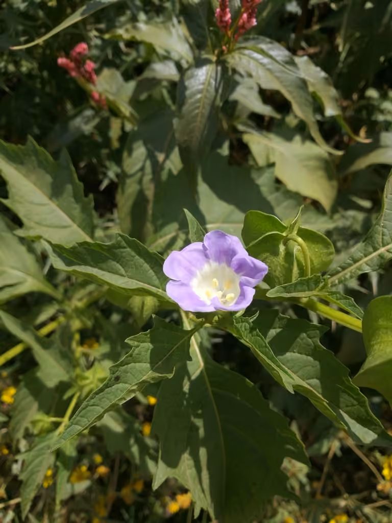 Apple of Peru, Flower buds