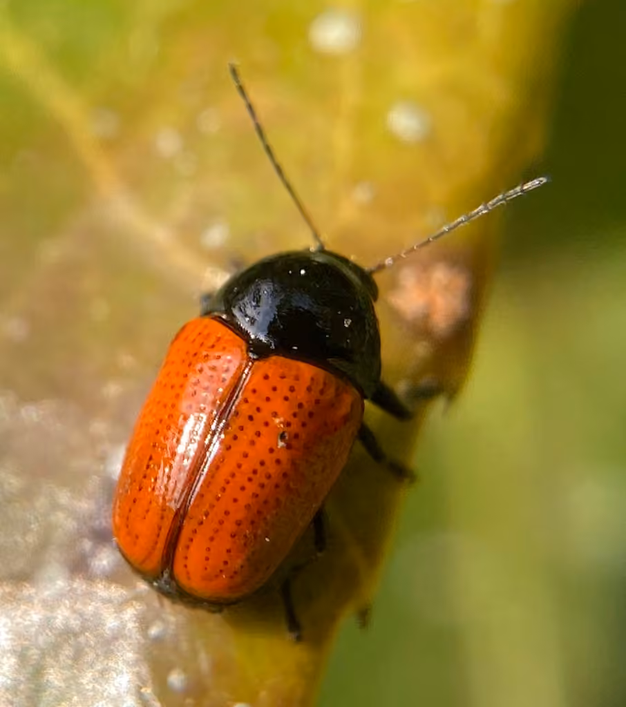 Cryptocéphale accentué, photo 2 sur 5