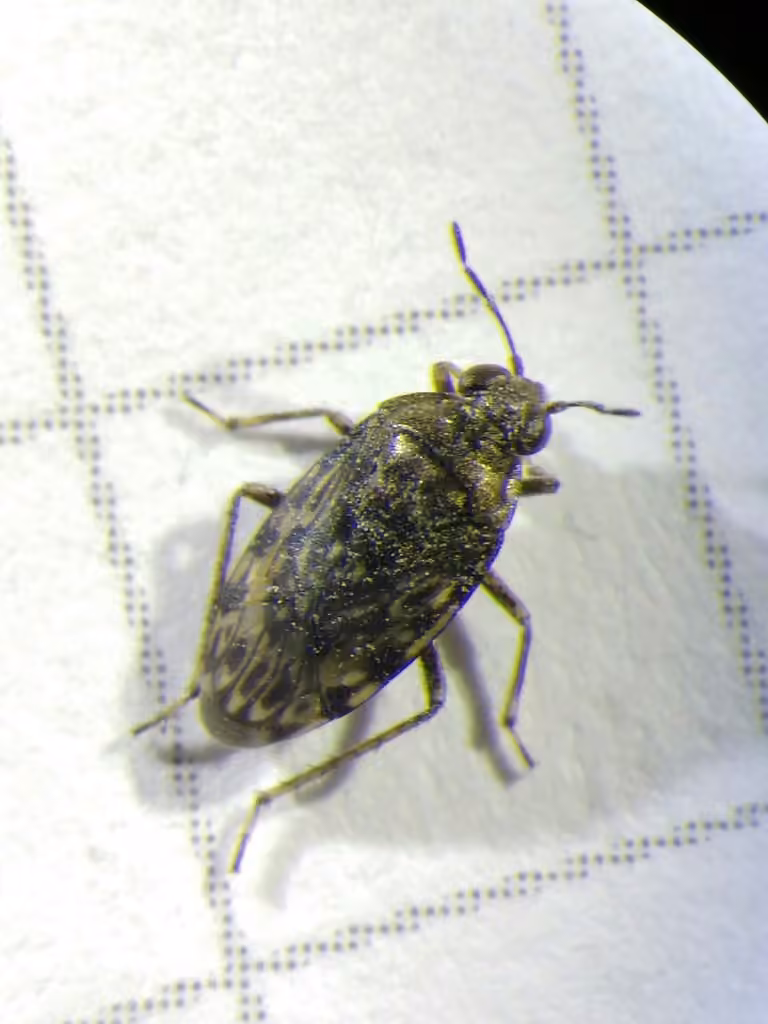 Common shorebug, photo 2 of 5