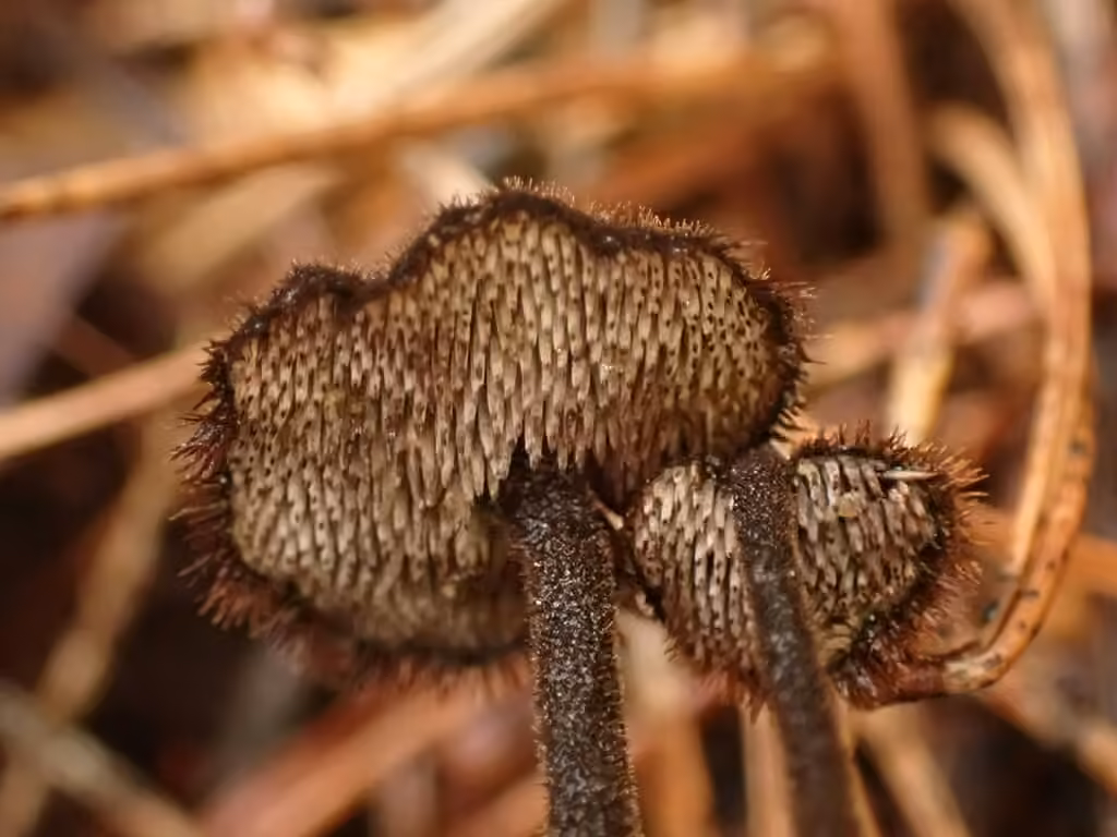 Hydne cure-oreilles, photo 2 sur 5