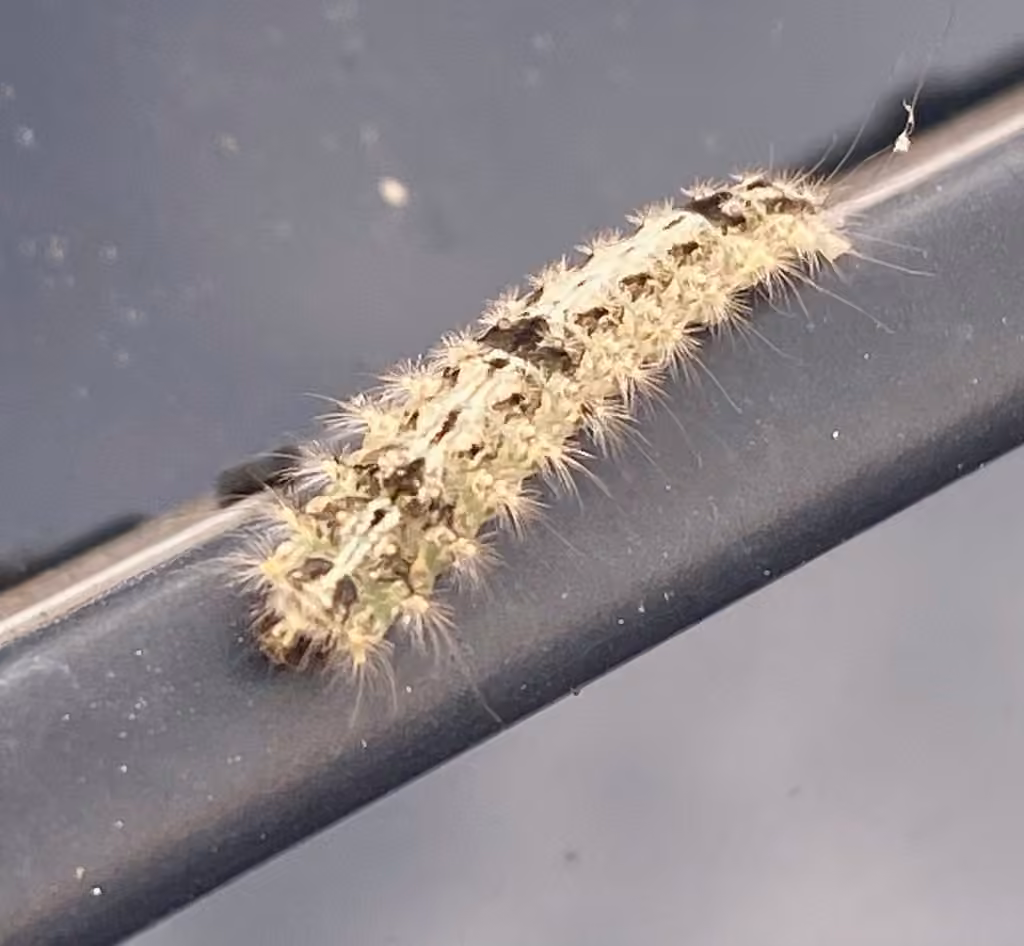 Confused Meganola Moth, Caterpillar