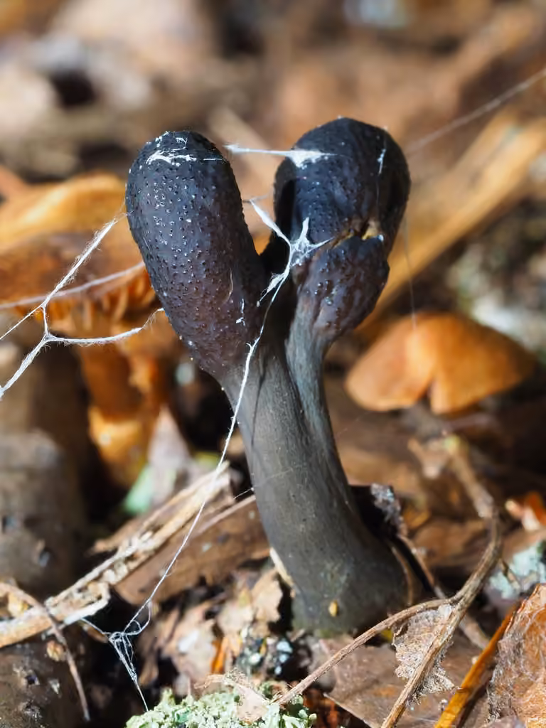 Cordyceps faux-ophioglosse, photo 2 sur 5