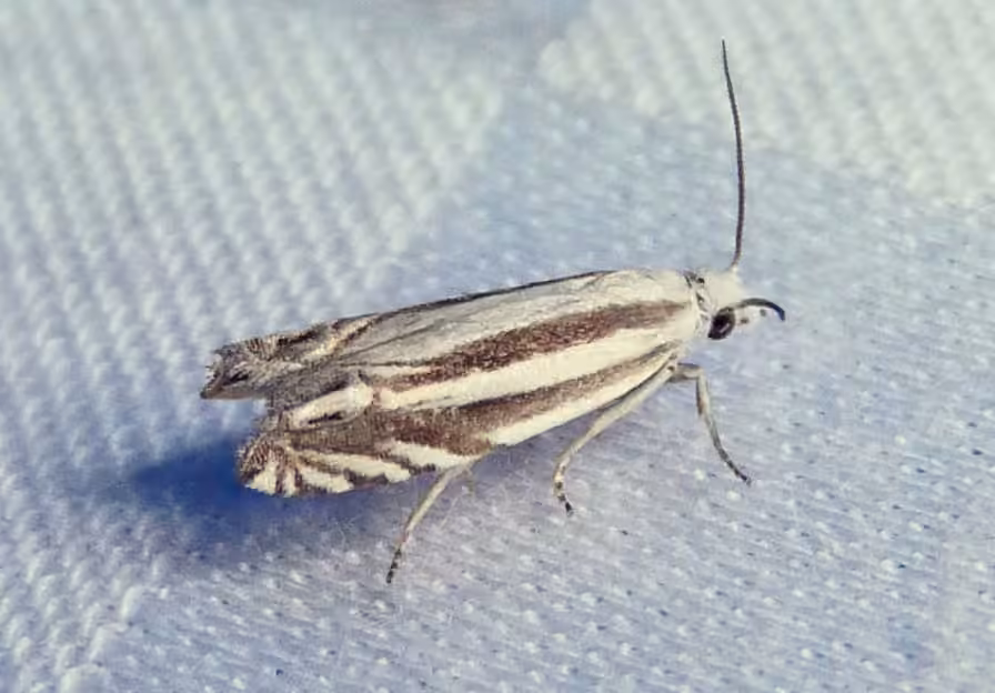 Striated Eucosma Moth, photo 1 of 5