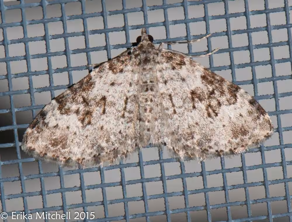 Broken-banded Carpet, Adult