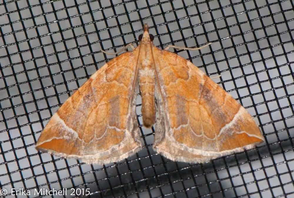 Chevron Moth