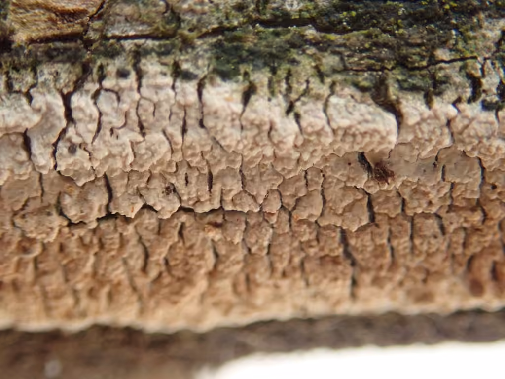Lyomyces crustosus, photo 2 sur 5