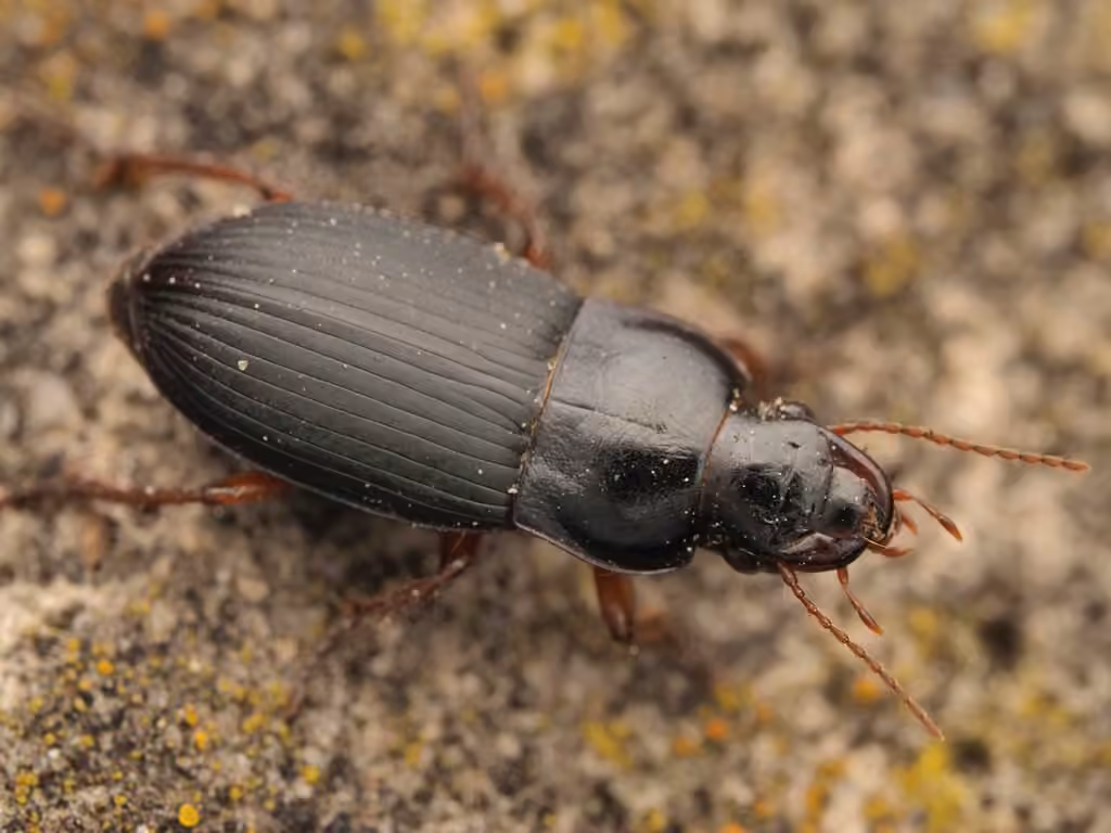 Red-legged harp ground beetle, photo 3 of 5