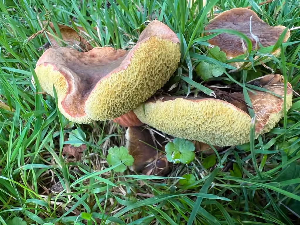 Bolet chamois, photo 3 sur 5