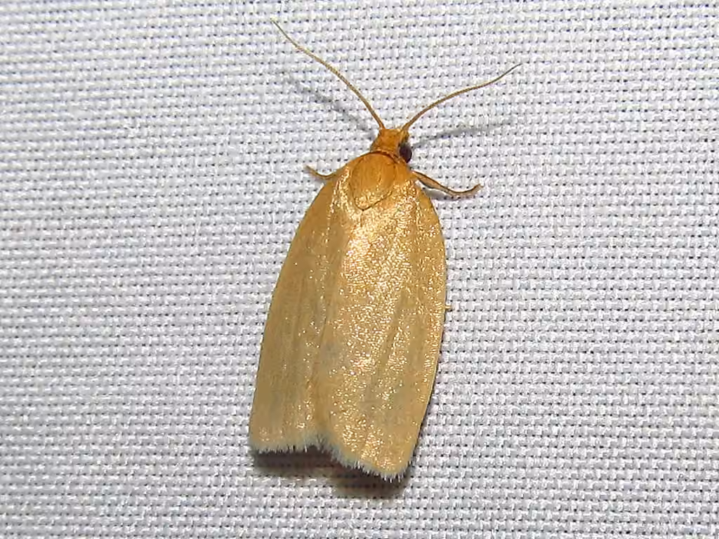 Pallid Leafroller Moth, photo 3 sur 5