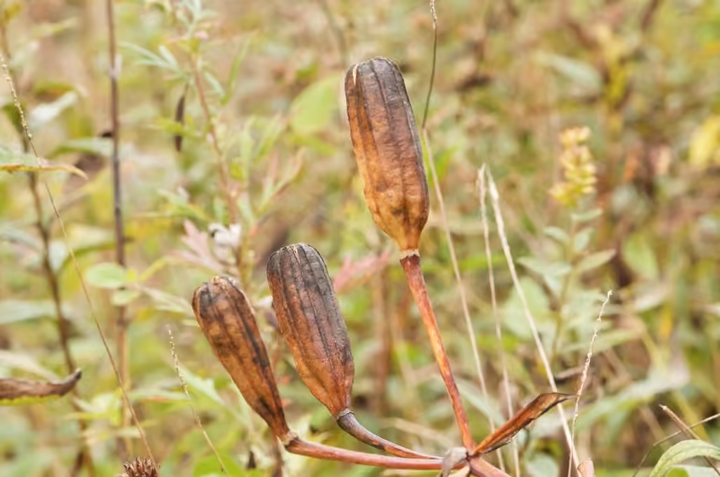 Wood lily, In fruit