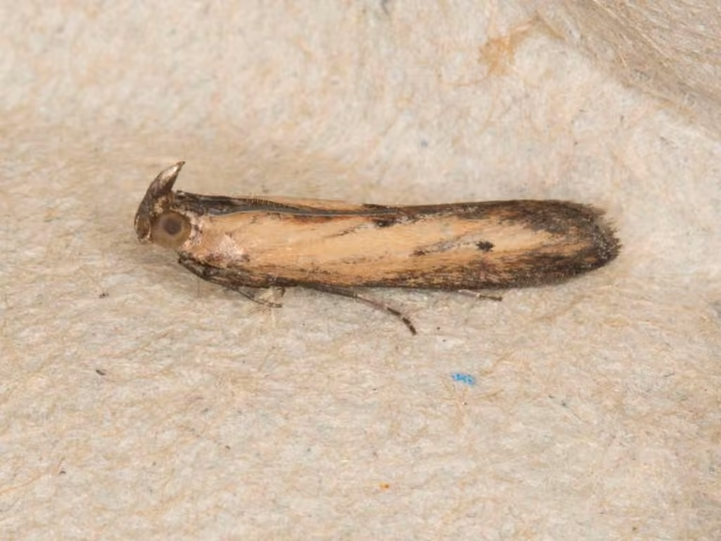 Lesser Cornstalk Borer Moth, photo 2 of 5