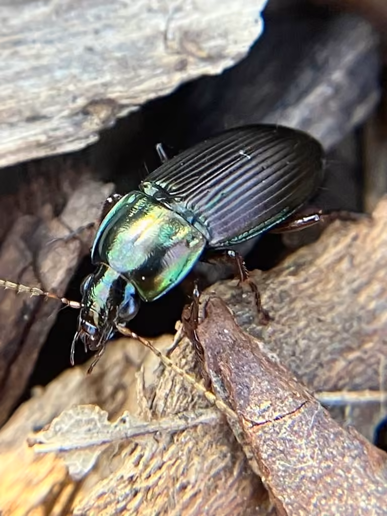Woodland Ground Beetle, photo 3 of 5