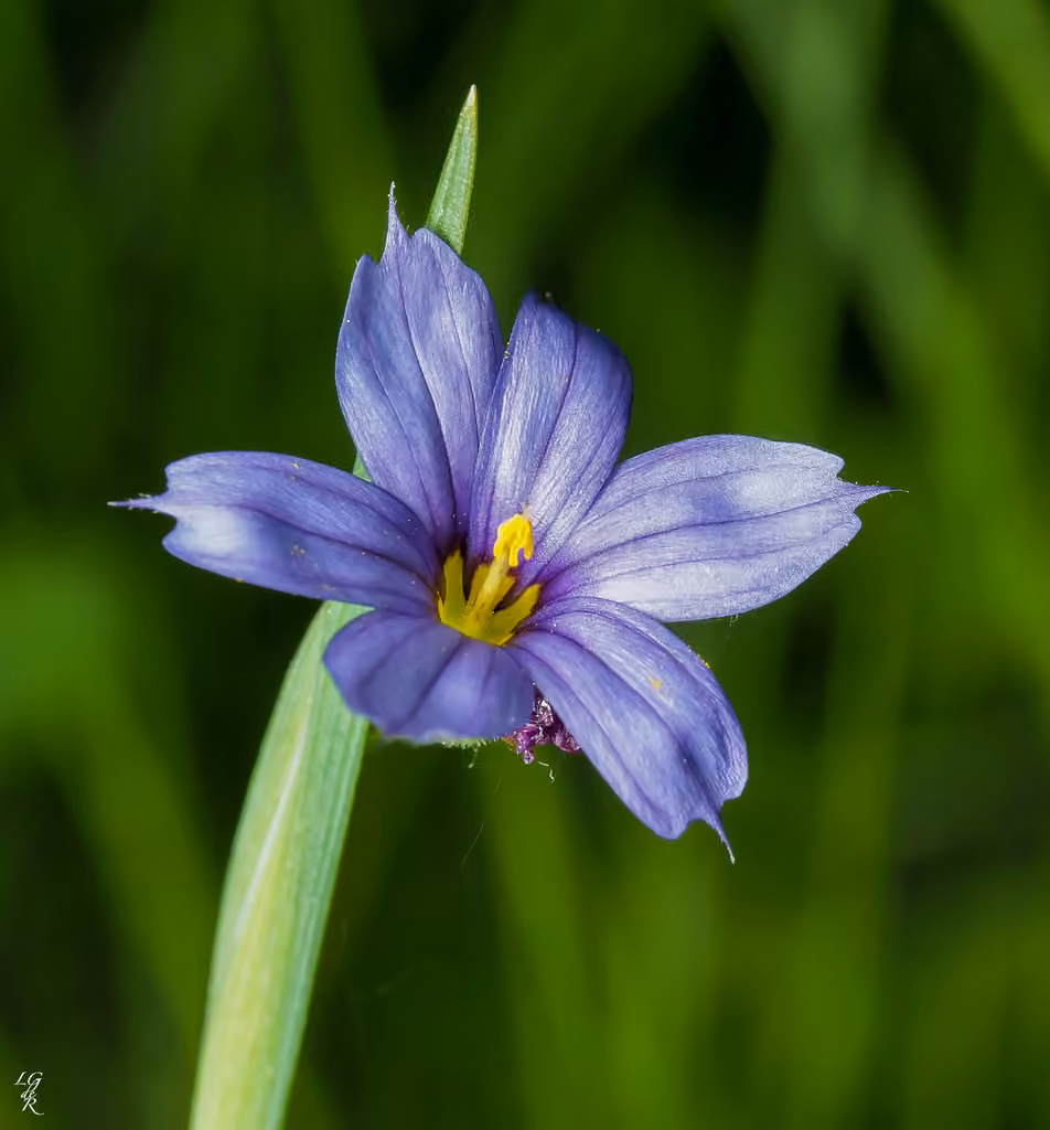 Bermudienne montagnarde