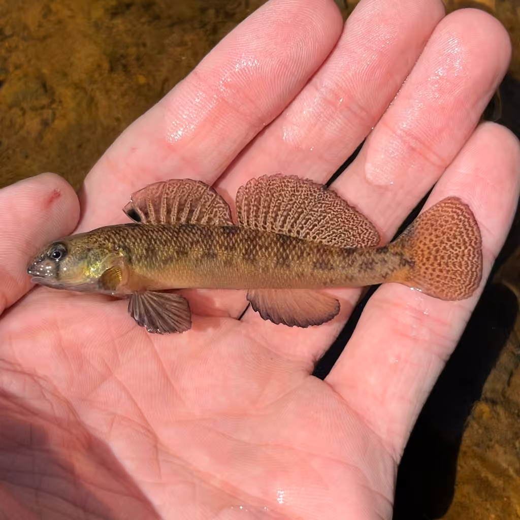 Northern Tessellated Darter, photo 3 of 5