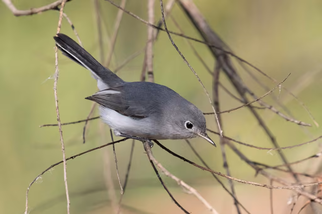 Gobemoucheron gris-bleu