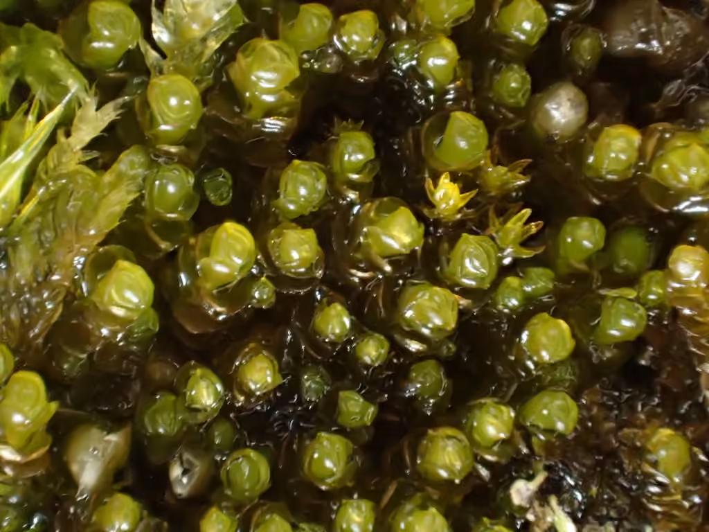 Notched Rustwort, photo 3 of 5